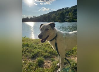 Ayla sucht erfahrenes Zuhause - 73099 Adelberg