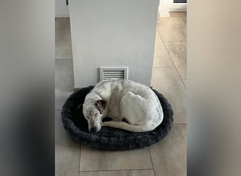 Ayla sucht erfahrenes Zuhause - 73099 Adelberg