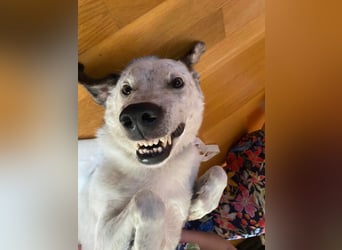 Ayla sucht erfahrenes Zuhause - 73099 Adelberg