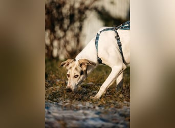 Freundliche Bimka sucht ihre Menschen