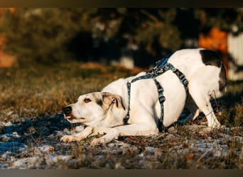 Freundliche Bimka sucht ihre Menschen