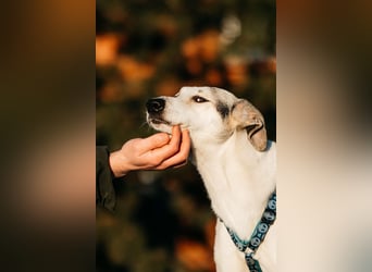 Freundliche Bimka sucht ihre Menschen