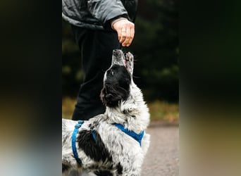 Verschmuster Janko sucht seine Familie