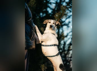 Freundliche Bimka sucht ihre Menschen