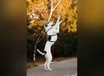 Freundliche Bimka sucht ihre Menschen