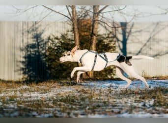 Freundliche Bimka sucht ihre Menschen