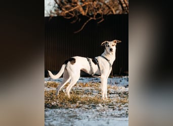 Freundliche Bimka sucht ihre Menschen