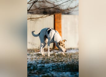 Freundliche Bimka sucht ihre Menschen