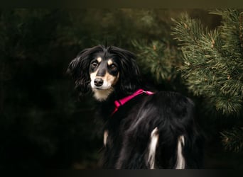 Wunderschöne Lotta sucht ihre Familie