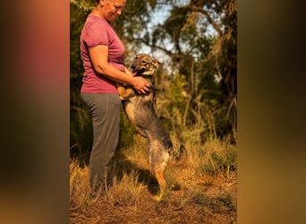 Freundliche Elsa sucht ihre Familie