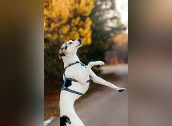 Freundliche Bimka sucht ihre Menschen