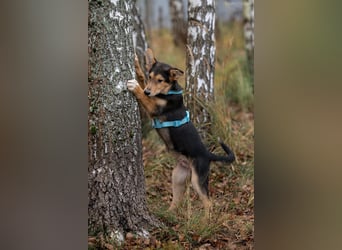 Fröhlicher Nordik sucht liebevolles Zuhause