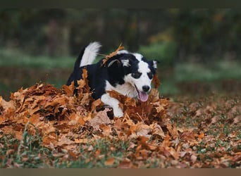 Lebensfroher Chico sucht sein Zuhause
