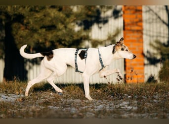 Freundliche Bimka sucht ihre Menschen