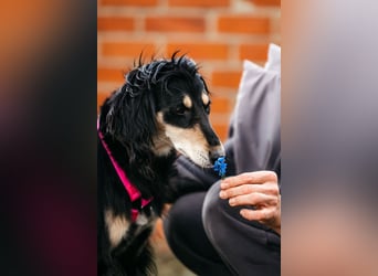 Wunderschöne Lotta sucht ihre Familie