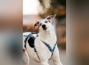 Freundliche Bimka sucht ihre Menschen