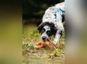 Verschmuster Janko sucht seine Familie