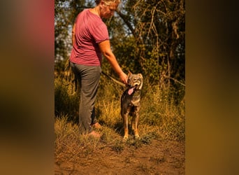 Freundliche Elsa sucht ihre Familie