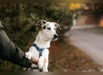 Freundliche Bimka sucht ihre Menschen