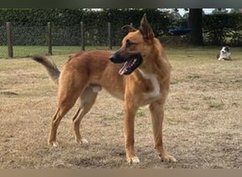 Sammy, ein gut erzogener und aktiver Hund mit viel Nähebedürfnis