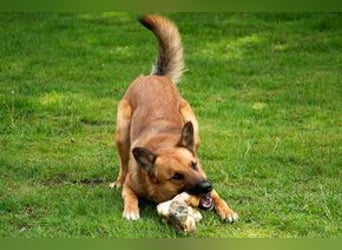 Sammy, ein gut erzogener und aktiver Hund mit viel Nähebedürfnis