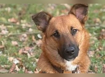 Sammy, ein gut erzogener und aktiver Hund mit viel Nähebedürfnis
