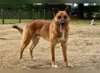 Sammy, ein gut erzogener und aktiver Hund mit viel Nähebedürfnis