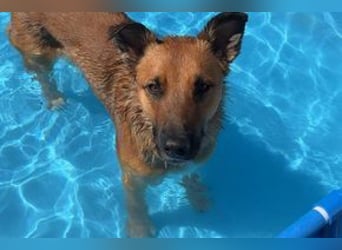 Sammy, ein gut erzogener und aktiver Hund mit viel Nähebedürfnis