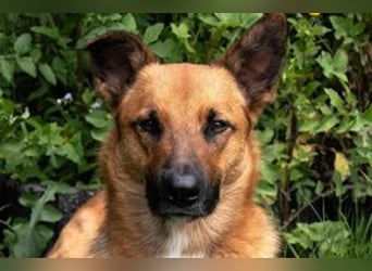 Sammy, ein gut erzogener und aktiver Hund mit viel Nähebedürfnis