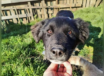 Sanfte Abby möchte lächeln lernen