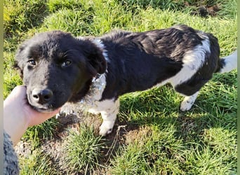 Sanfte Abby möchte lächeln lernen