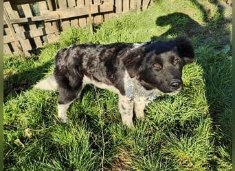 Sanfte Abby möchte lächeln lernen