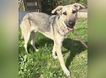 Javi sucht liebevolle Menschen