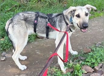 Javi sucht liebevolle Menschen