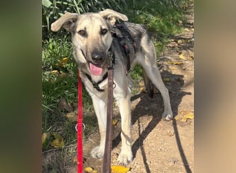 Javi sucht liebevolle Menschen