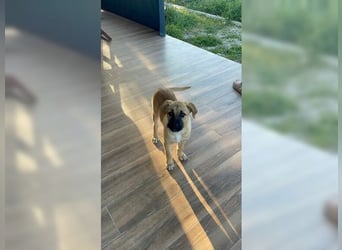 Luna, junge, aufgeweckte Hündin