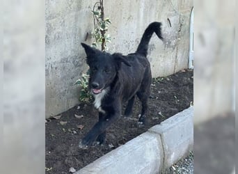 Kira, lustige, freundliche, junge Hündin