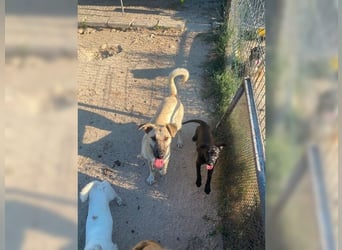 Lucy, soziale, liebevolle Menschenfreundin