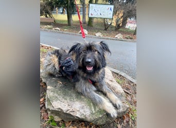 Wuscheliger Grey sucht seine Familie