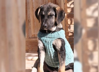 Kian, liebevoller junger Rüde