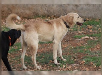 Teddy, ein perfekter Familienhund