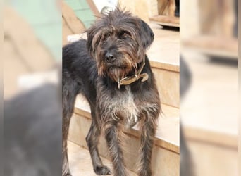 Emma: eine aktive Drahthaar-Dame mit großem Bedürfnis nach Nähe