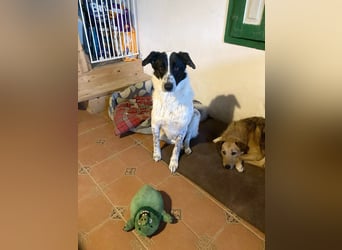 Große Monnie sucht Ihr passendes Körbchen
