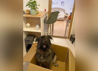 Wuscheliger Grey sucht seine Familie