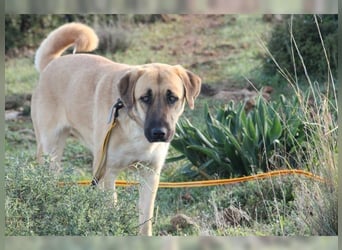 Paula, ausgeglichene, freundliche Hündin