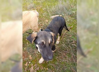 Kian, liebevoller junger Rüde