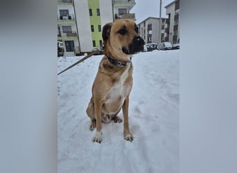 Großer Spike sucht erfahrene Familie