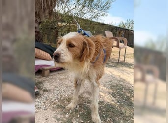 Pixie, schüchterner, liebevoller Rüde