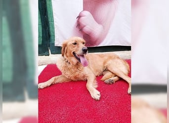 Maya, Golden Retriever Mix mit Charme, toller Familienhund