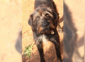 Emma: eine aktive Drahthaar-Dame mit großem Bedürfnis nach Nähe